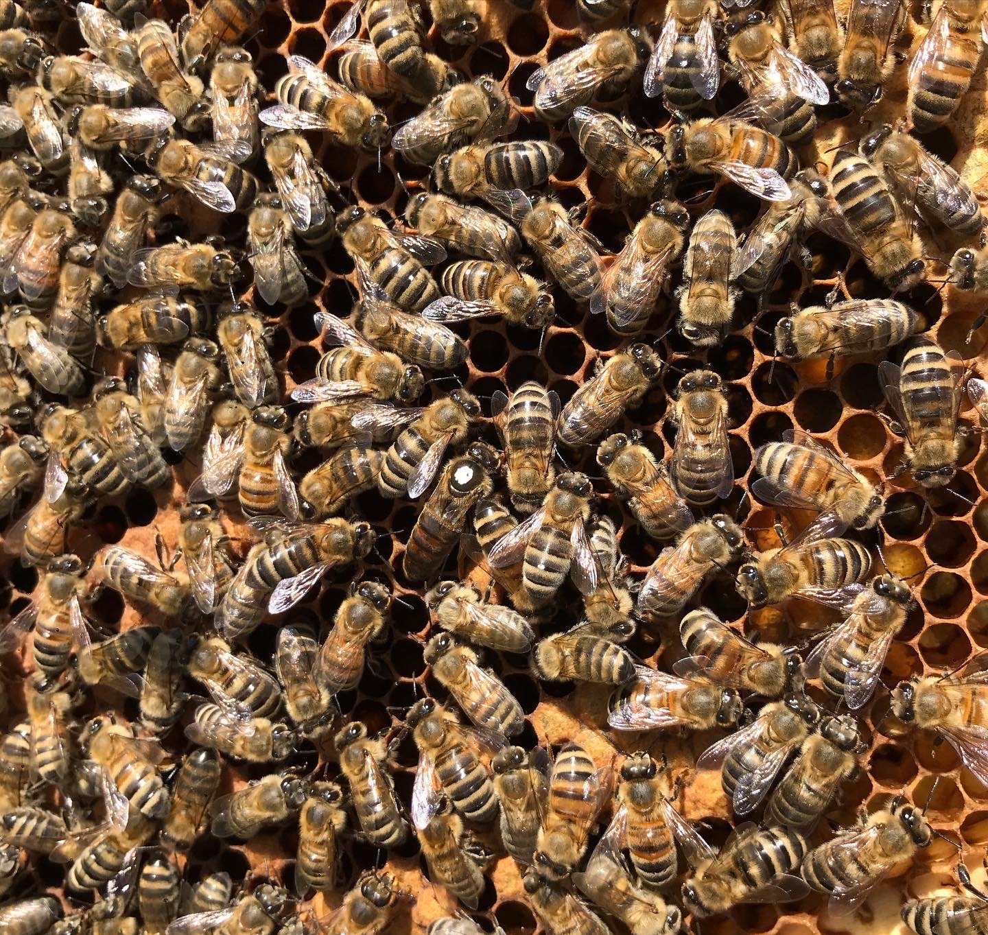 Beekeeping Experience